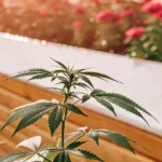 Outdoor cannabis plant in early growth stage growing in a raised garden bed under natural sunlight