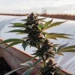 Outdoor cannabis plant in the flowering stage growing in a raised garden bed under natural sunlight.