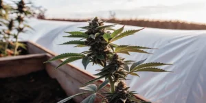 Outdoor cannabis plant in the flowering stage growing in a raised garden bed under natural sunlight.