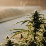Outdoor cannabis plant growing in a frosty field during early morning light, showing healthy buds and leaves under cool conditions.