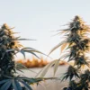 Outdoor cannabis plants in full bloom during golden hour, with tall colas and sunlit leaves.