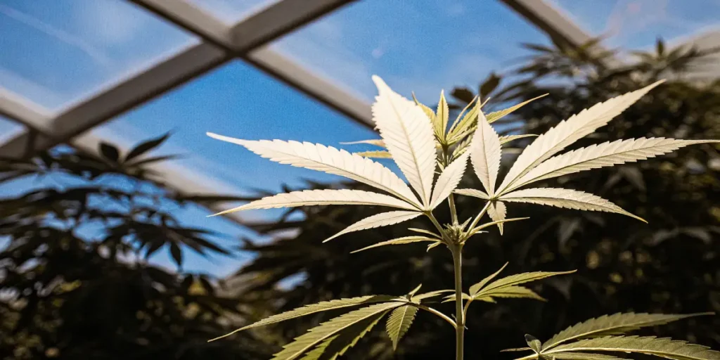 Pale cannabis leaves growing in a greenhouse with natural sunlight and controlled conditions.