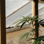 Plante de cannabis en phase de croissance cultivée en serre avec éclairage naturel filtré