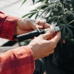 Farmer analyzing a cannabis leaf with a portable refractometer during cultivation