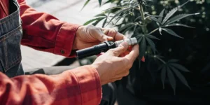 Farmer analyzing a cannabis leaf with a portable refractometer during cultivation