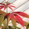 Cannabis plant with red and green leaves growing indoors in a greenhouse under filtered sunlight