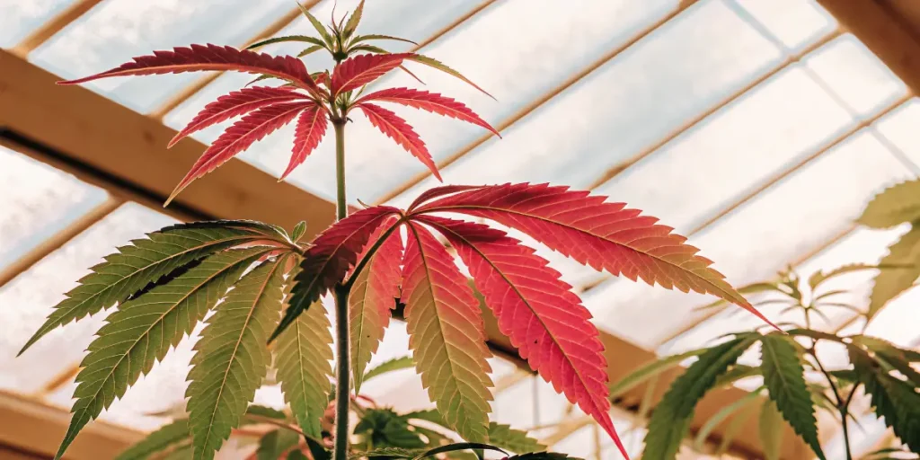 Cannabis plant with red and green leaves growing indoors in a greenhouse under filtered sunlight