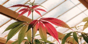 Cannabis plant with red and green leaves growing indoors in a greenhouse under filtered sunlight
