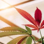 Red cannabis leaf exposed to greenhouse light, showing color change caused by genetics or environmental stress.