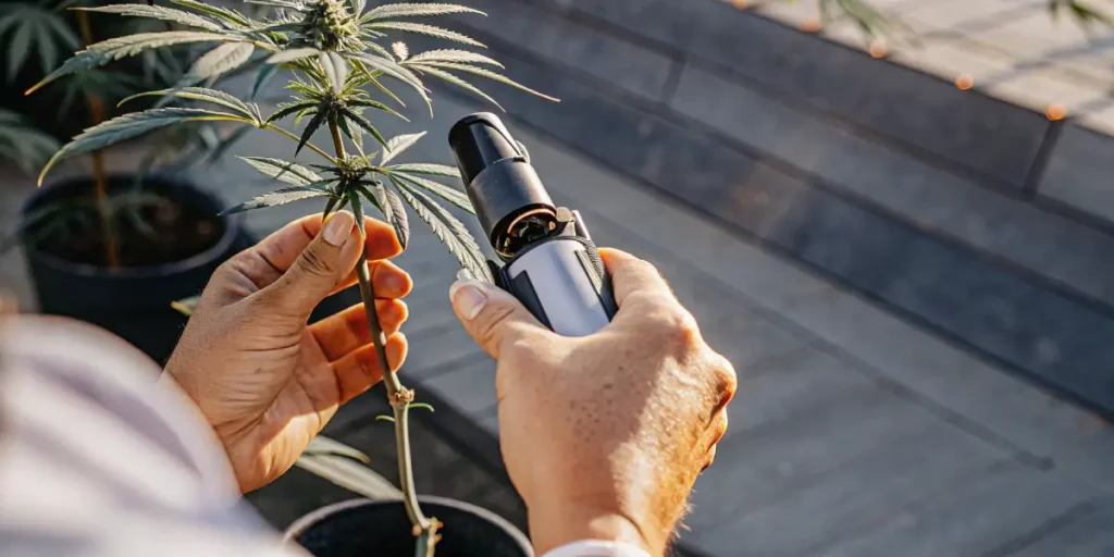 Hand measuring sugar content of a cannabis plant with a refractometer during flowering stage