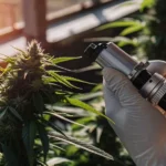 Hand holding a refractometer while measuring brix levels on a flowering cannabis plant inside a greenhouse.
