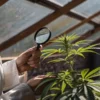 Researcher examining a cannabis plant with a magnifying glass in a controlled greenhouse environment