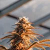 Ripening cannabis bud with amber pistils and resin-rich flowers inside a greenhouse environment.