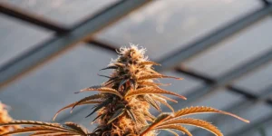 Ripening cannabis bud with amber pistils and resin-rich flowers inside a greenhouse environment.