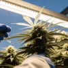 Scientist analyzing a cannabis bud with a precision tool under indoor cultivation lighting