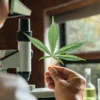 Scientist examining a healthy cannabis leaf under a laboratory microscope