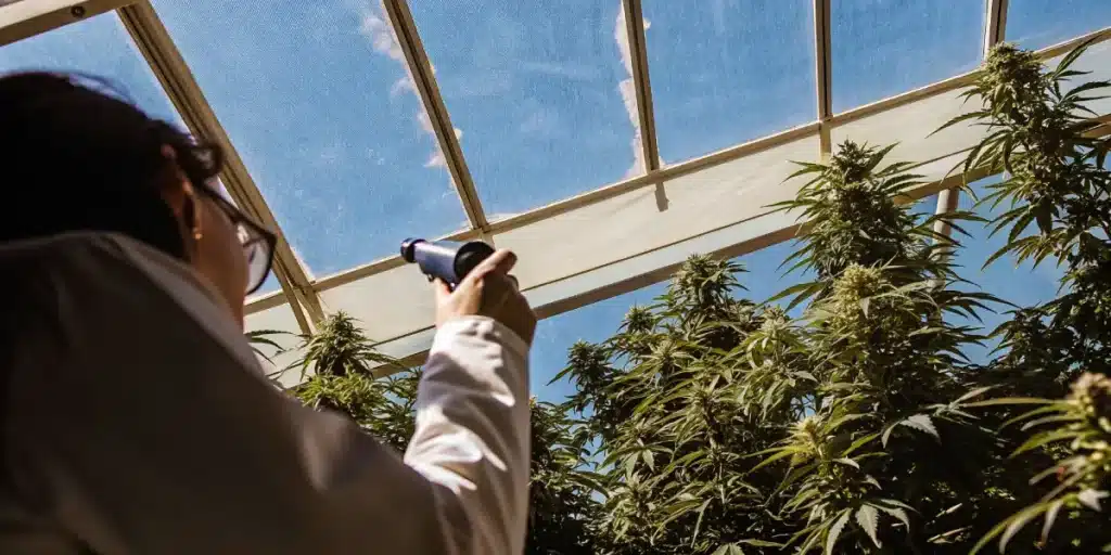 Scientist using a refractometer to measure plant health and brix levels in tall cannabis plants inside a greenhouse