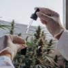 Scientist using a dropper to collect samples from a cannabis plant during laboratory-style analysis in a greenhouse