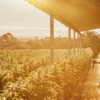 A cultivator inspecting a large outdoor cannabis field at golden hour using a handheld refractometer to assess crop quality.