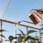 Gardener watering cannabis plants with a copper watering can inside a sunlit greenhouse