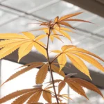 Yellowing cannabis plant leaves under greenhouse light, showing nutrient stress during growth.