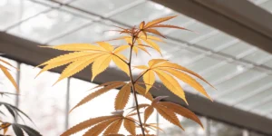 Yellowing cannabis plant leaves under greenhouse light, showing nutrient stress during growth.