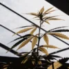 Cannabis plant with yellowing leaves backlit by sunlight inside a greenhouse.