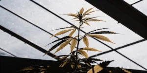 Cannabis plant with yellowing leaves backlit by sunlight inside a greenhouse.