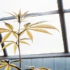 Yellowing cannabis plant leaves growing inside a greenhouse with natural sunlight exposure