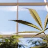 Young cannabis leaf stretching upward under greenhouse light with a blue sky visible through the glass ceiling.