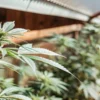 Young cannabis plant growing in a greenhouse under natural light with healthy green leaves.