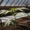 Young cannabis plant growing in soil inside a sunlit greenhouse during early vegetative stage.