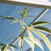 Young cannabis plant with light green leaves growing upward under bright greenhouse light and glass roof.
