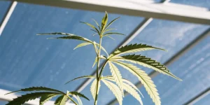Young cannabis plant with light green leaves growing upward under bright greenhouse light and glass roof.
