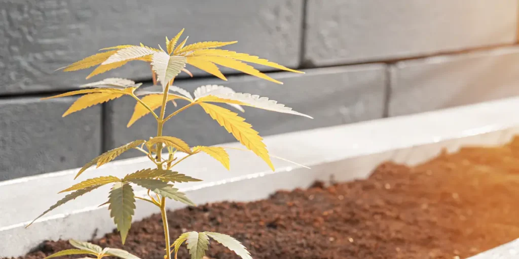 Young cannabis plant with yellowing leaves growing in a soil bed outdoors, showing early growth stage and nutrient stress symptoms.