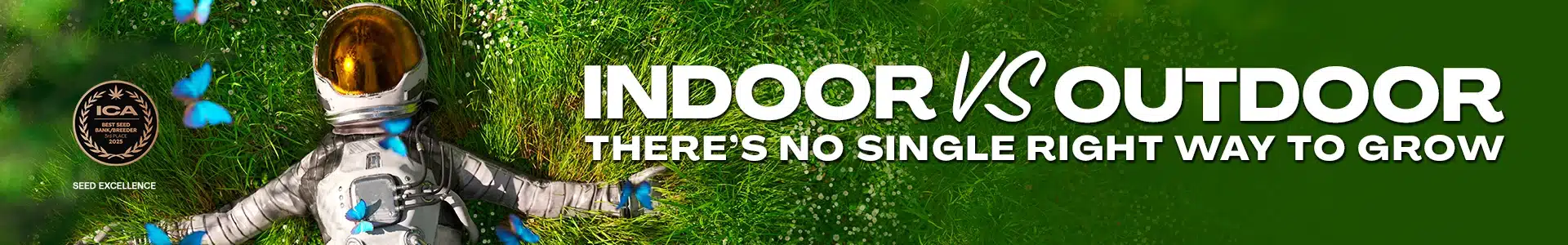 Blimburn Seeds Promo