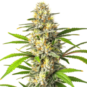 Banana Jelly x Permanent Marker cannabis bud with dense trichomes and orange pistils.