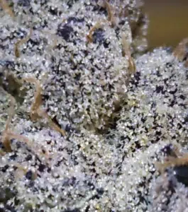 Macro view of Banana Jelly feminized seeds flower showcasing white crystalline trichomes and thin orange hairs in extreme detail.