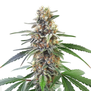 Dante Infierno x Permanent Marker cannabis bud with dark tones and heavy trichome coverage.