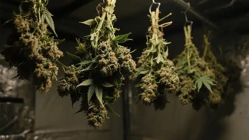 Freshly harvested Maracuya Auto buds hanging to dry, preserving tropical aroma and resin-rich trichomes for top-quality results.