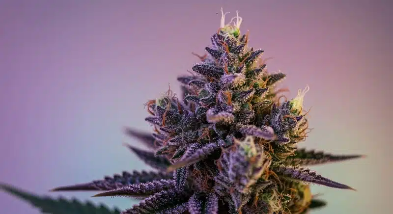 Frosty multicolored cannabis bud with red and green tones isolated against a blue background.