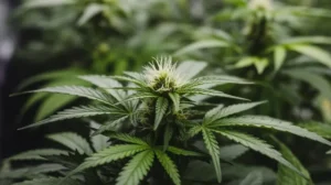 Lemon Haze Fast Version: Early Flowering Cannabis Stage.