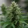 Kyle’s Cherry AK 47: Resinous Cannabis Flower in Full Bloom.