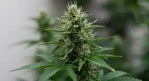 Kyle’s Cherry AK 47: Resinous Cannabis Flower in Full Bloom.