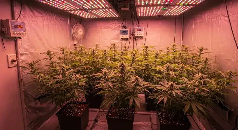 Kyle’s Skywalker OG plants thriving indoors under full-spectrum LED lights, showing strong growth and dense buds in controlled conditions.