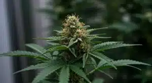 Kyle’s Skywalker OG: Resinous Cannabis Bud in Bloom.