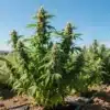 Kyle’s Sweet Island: Outdoor Cannabis Cultivation in Full Sun.