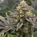 Lemon Kush: Frosty Purple-Tinged Cannabis Bud.