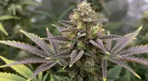 Lemon Kush: Frosty Purple-Tinged Cannabis Bud.