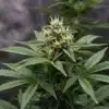 Lemon OG Fast Version: Resinous Flowering Cannabis Bud.
